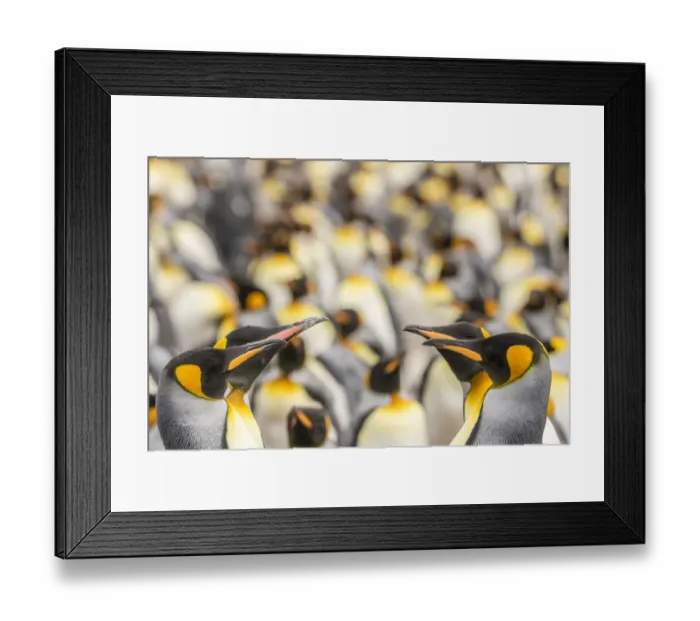 Framed Print : Falkland Islands, East Falkland. King penguins in colony