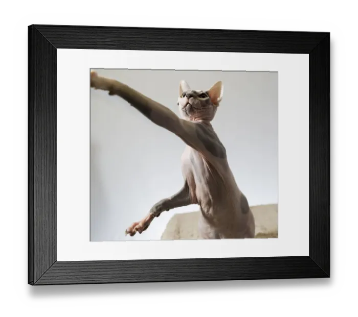 Framed Print : A hairless sphinx cat takes a swing at a toy (PR) Framed Print : A hairless sphinx cat takes a swing at a toy (PR)