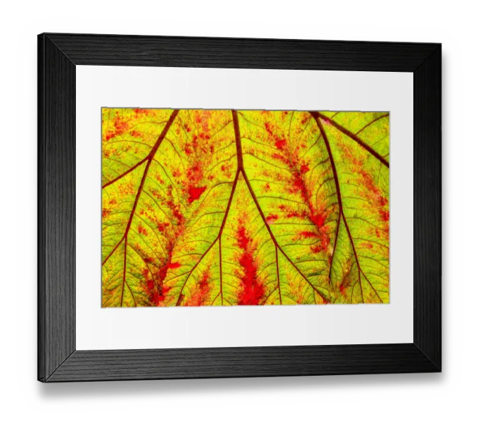Framed Print : Backlit leaf, starting to turn red in autumn Framed Print : Backlit leaf, starting to turn red in autumn