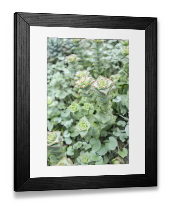 Framed Print : Succulent plant, USA