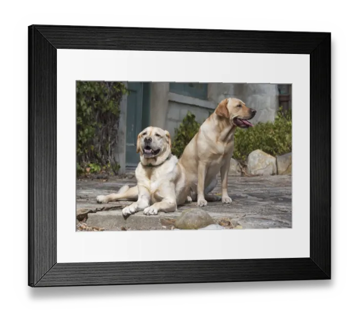 Framed Print : Yellow Labrador Retrievers sitting on rock patio Framed Print : Yellow Labrador Retrievers sitting on rock patio