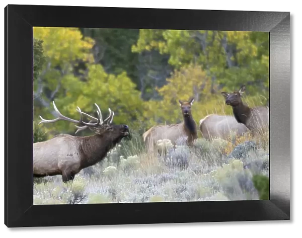 Rocky Mountain Bull Elk Bugling