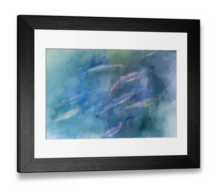 Framed Print : USA, Alaska, Potters Marsh. Salmon spawning Framed Print : USA, Alaska, Potters Marsh. Salmon spawning