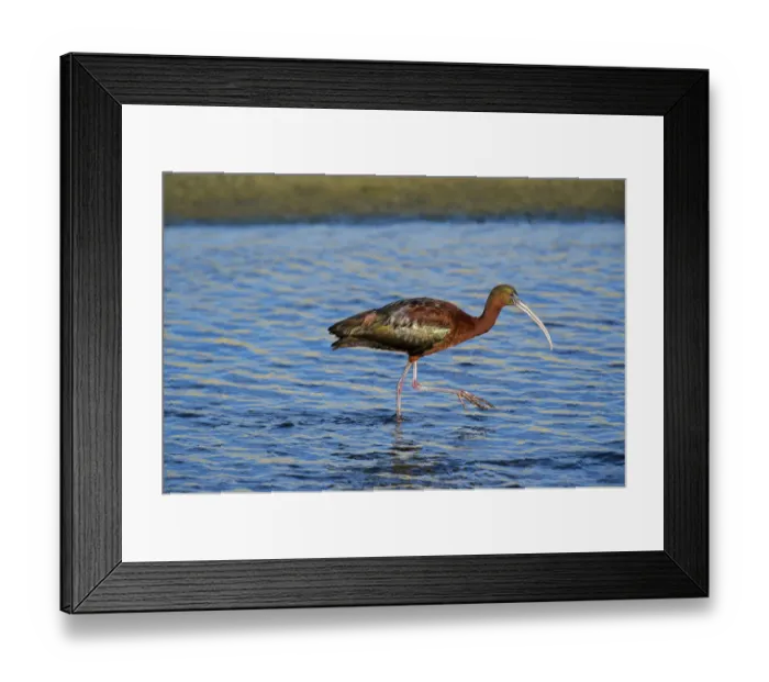 Framed Print : USA, California, Los Angeles. Glossy ibis in breeding plumage Framed Print : USA, California, Los Angeles. Glossy ibis in breeding plumage