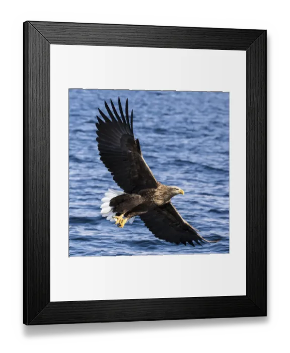 Framed Print : Asia, Japan, Rausu, Stellar Eagle with Fish in Talons Framed Print : Asia, Japan, Rausu, Stellar Eagle with Fish in Talons