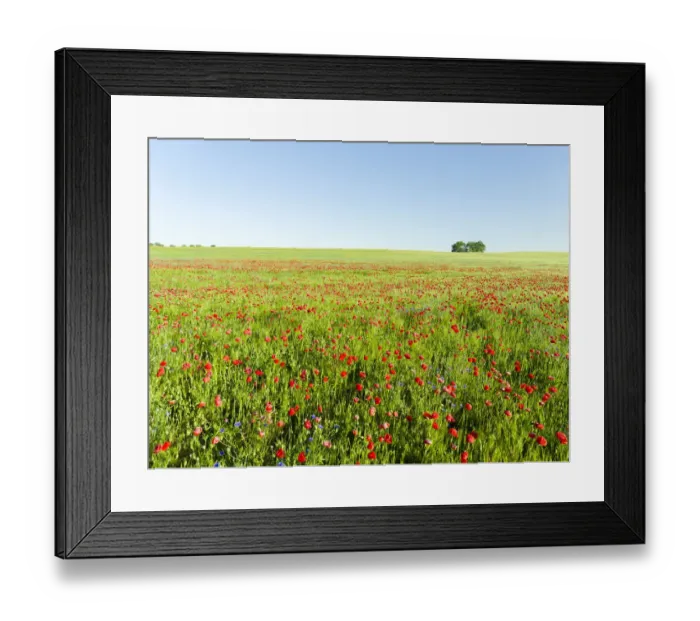 Framed Print : Field with poppy and conrflowers in the Usedomer Schweiz on the island of Usedom Framed Print : Field with poppy and conrflowers in the Usedomer Schweiz on the island of Usedom