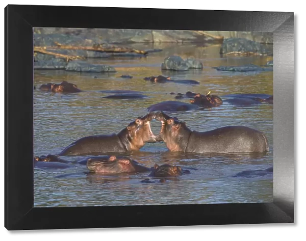 Africa. Tanzania. Hippopotamus (Hippopotamus amphibius) in Serengeti NP