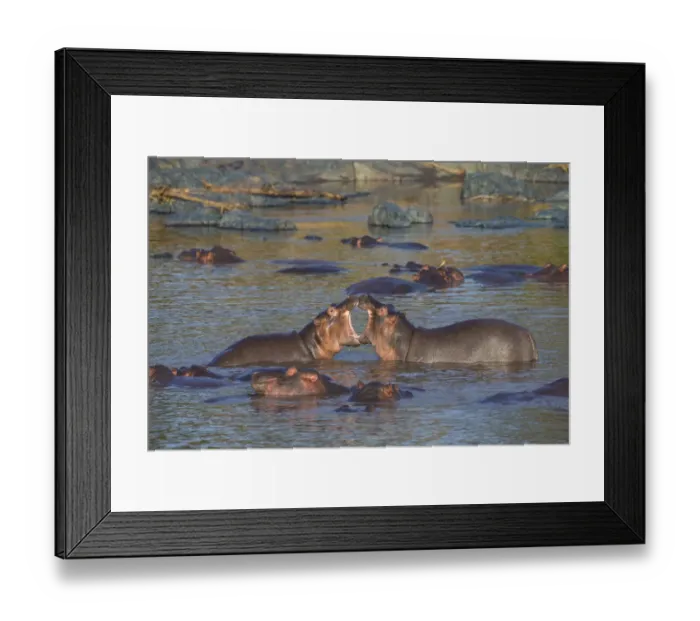 Framed Print : Africa. Tanzania. Hippopotamus (Hippopotamus amphibius) in Serengeti NP