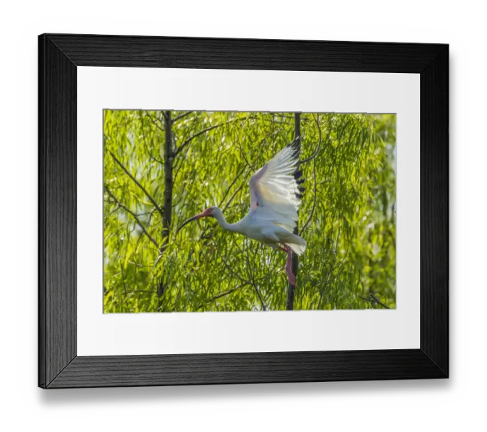 Framed Print : USA, Louisiana, Millers Lake. White ibis in flight