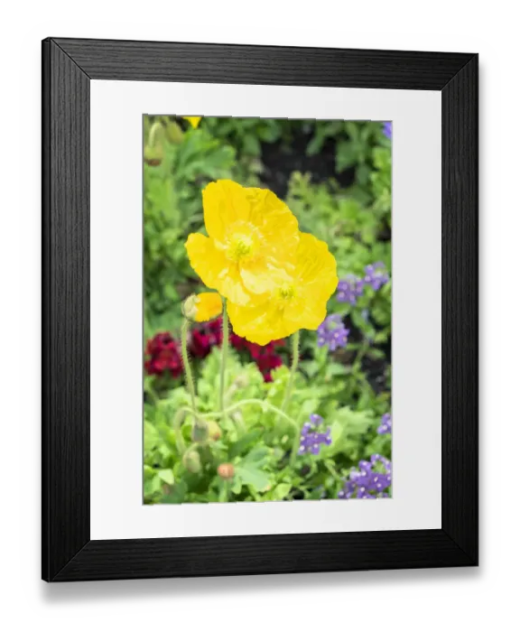 Framed Print : Iceland Poppy, USA Framed Print : Iceland Poppy, USA
