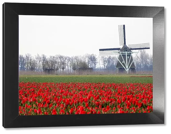 Europe, Netherlands, Old Wooden Windmill in a Field of Red Tulips