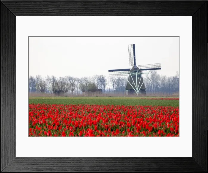 Framed Print : Europe, Netherlands, Old Wooden Windmill in a Field of Red Tulips Framed Print : Europe, Netherlands, Old Wooden Windmill in a Field of Red Tulips