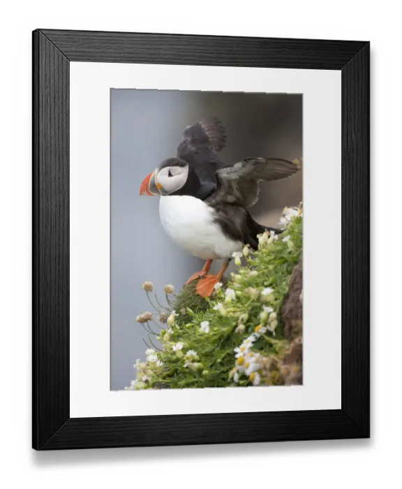 Framed Print : Europe, Iceland, Breidavik, Puffin amid Flowers on a Cliff Framed Print : Europe, Iceland, Breidavik, Puffin amid Flowers on a Cliff