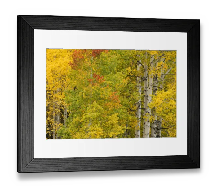 Framed Print : Stand of aspen trees and trunks in fall color, Uncompahgre National Forest, Sneffels Range Framed Print : Stand of aspen trees and trunks in fall color, Uncompahgre National Forest, Sneffels Range