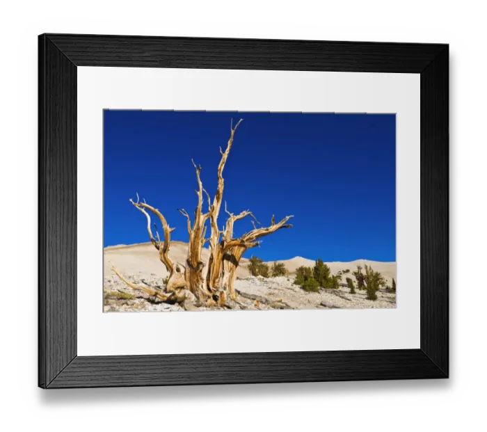 Framed Print : Ancient Bristlecone Pines (Pinus longaeva) in the Patriarch Grove, Ancient Bristlecone Pine Forest