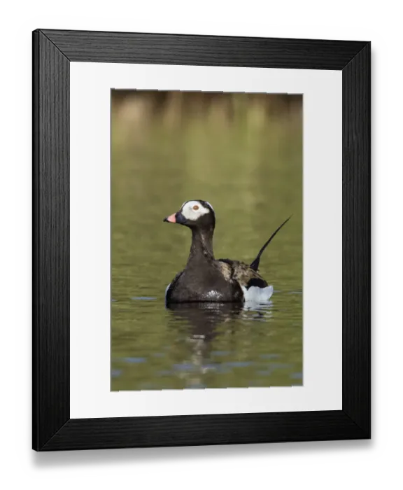Framed Print : Long-tailed Duck Framed Print : Long-tailed Duck