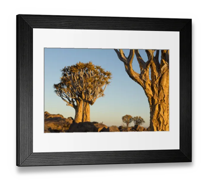 Framed Print : Africa, Namibia, Keetmanshoop. Quivertree Forest landscape Framed Print : Africa, Namibia, Keetmanshoop. Quivertree Forest landscape