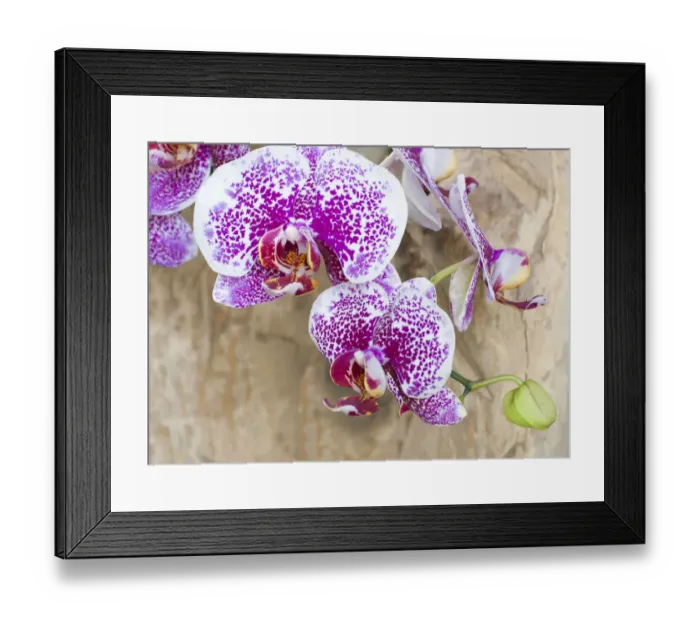 Framed Print : Pink orchid blooms
