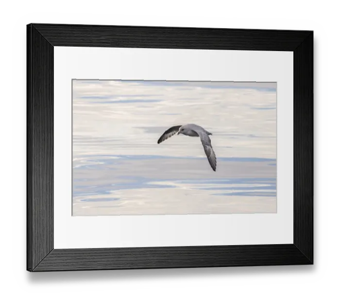 Framed Print : Northern Fulmar, also called Arctic Fulmar (Fulmarus glacialis) near the coast of Framed Print : Northern Fulmar, also called Arctic Fulmar (Fulmarus glacialis) near the coast of