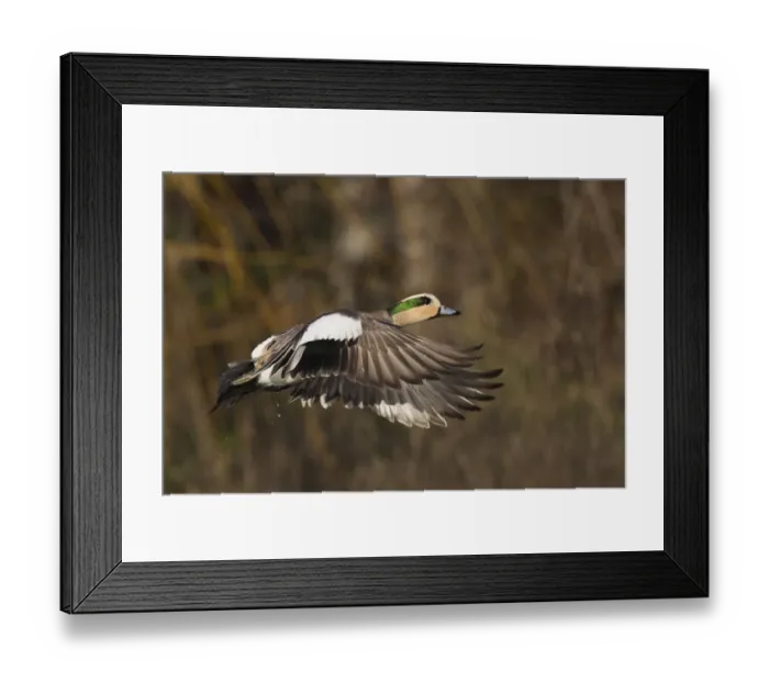 Framed Print : American Wigeon Taking Flight Framed Print : American Wigeon Taking Flight