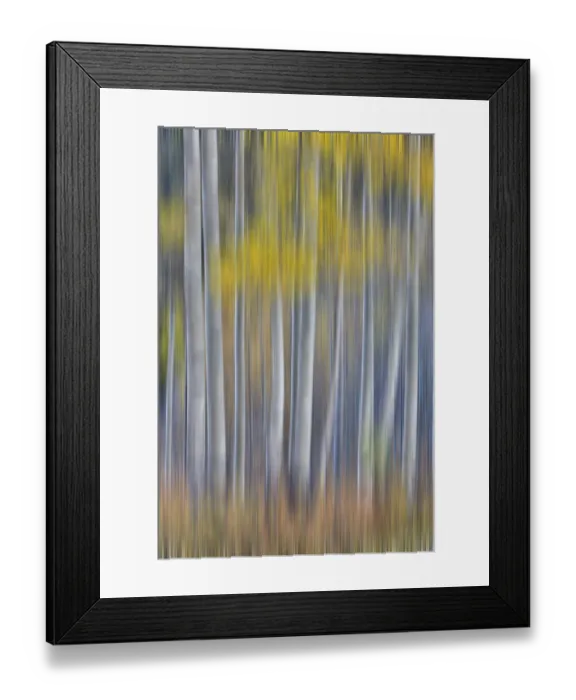 Framed Print : Aspen Grove in glowing golden colors of autumn near Aspen Township, Colorado shown Framed Print : Aspen Grove in glowing golden colors of autumn near Aspen Township, Colorado shown