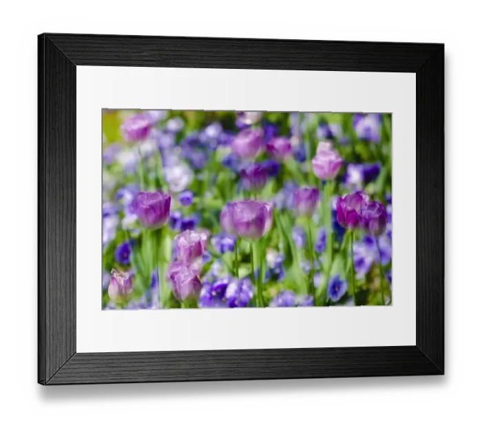Framed Print : Tulips at Claude Monet house and gardens, Giverny, France