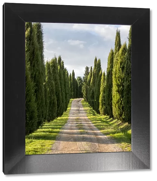 Europe; Italy; Tuscany; Long Driveway lined with Cypress trees