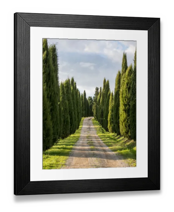 Framed Print : Europe; Italy; Tuscany; Long Driveway lined with Cypress trees Framed Print : Europe; Italy; Tuscany; Long Driveway lined with Cypress trees