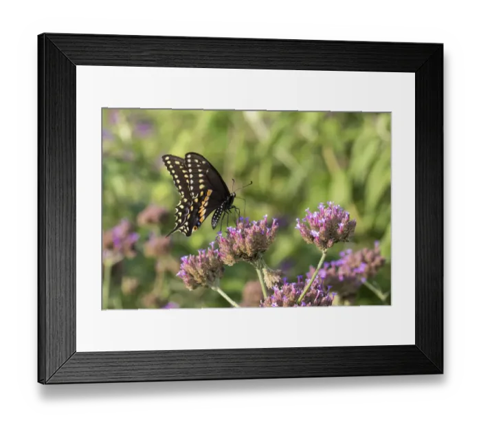 Framed Print : 03009-01914 Black Swallowtail (Papilio polyxenes) male on Brazilian Verbena (Verbena Framed Print : 03009-01914 Black Swallowtail (Papilio polyxenes) male on Brazilian Verbena (Verbena