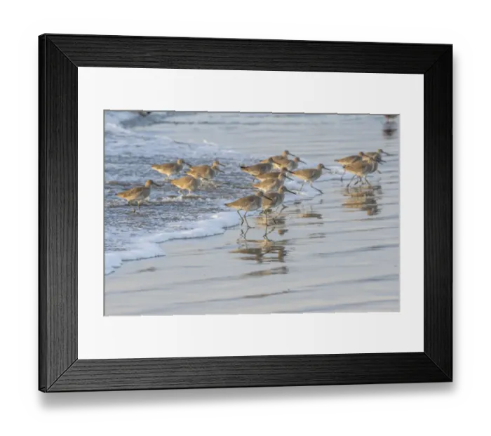 Framed Print : USA, California, San Luis Obispo County. Willets running in surf Framed Print : USA, California, San Luis Obispo County. Willets running in surf
