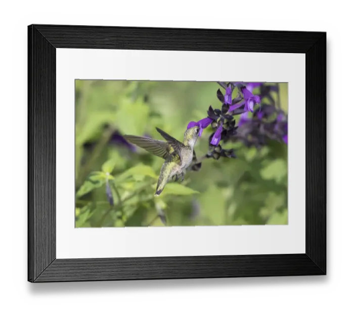 Framed Print : 01162-15111 Ruby-throated Hummingbird (Archilochus colubris) at Amistad Salvia (Salvia Framed Print : 01162-15111 Ruby-throated Hummingbird (Archilochus colubris) at Amistad Salvia (Salvia