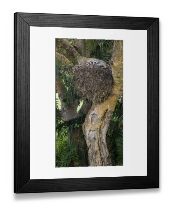 Framed Print : Africa. Tanzania. African leopard (Panthera pardus) in a tree in Serengeti NP