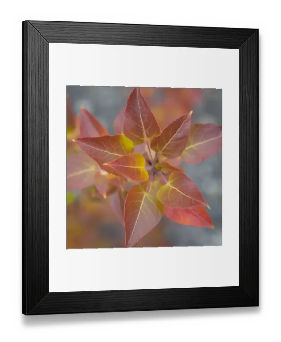 Framed Print : Canada, Yukon Territory, Kluane National Park Framed Print : Canada, Yukon Territory, Kluane National Park