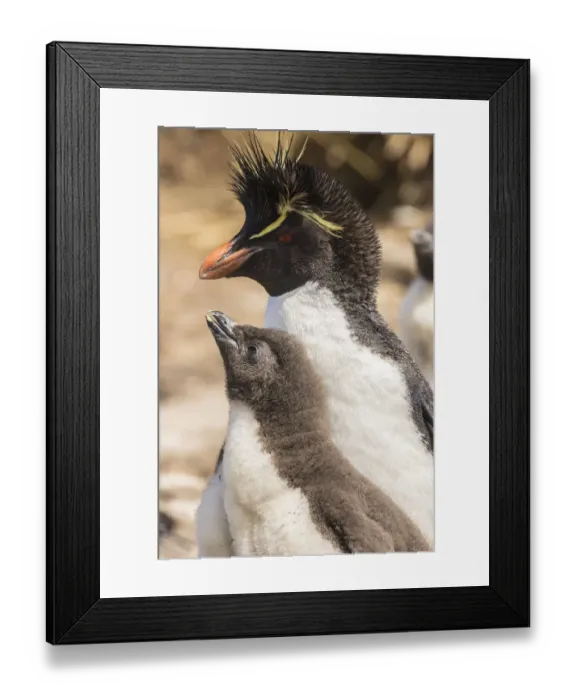 Framed Print : Falkland Islands, Bleaker Island. Rockhopper penguin adult and chick Framed Print : Falkland Islands, Bleaker Island. Rockhopper penguin adult and chick