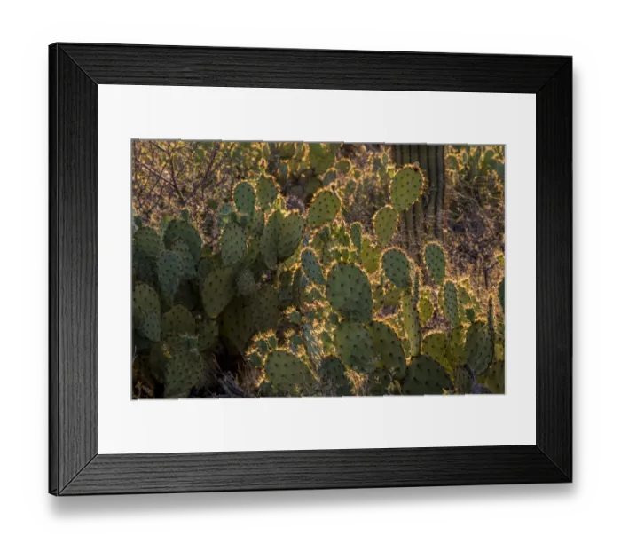 Framed Print : USA, Arizona, Tucson, Saguaro National Park (west)