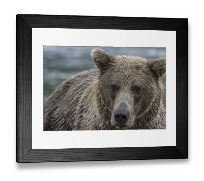 Framed Print : North America, USA, Alaska, Katmai National Park. Closeup of Grizzly Bear, Ursus arctos