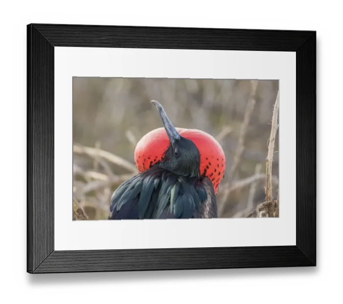 Framed Print : South America, Ecuador, Galapagos National Park. Male frigatebird displaying throat sac Framed Print : South America, Ecuador, Galapagos National Park. Male frigatebird displaying throat sac