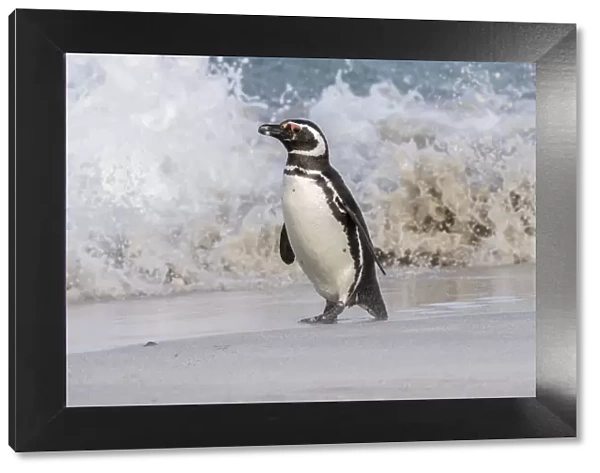 Falkland Islands, Bleaker Island. Magellanic penguin and crashing surf. Credit as
