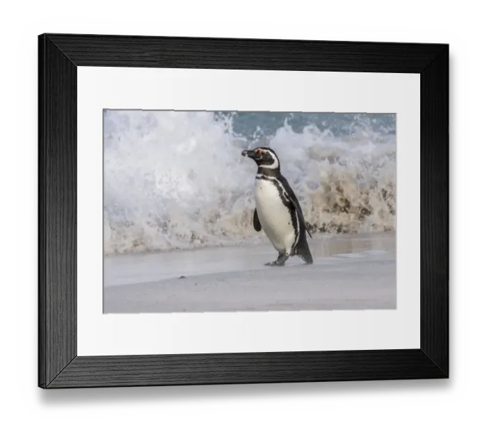 Framed Print : Falkland Islands, Bleaker Island. Magellanic penguin and crashing surf. Credit as Framed Print : Falkland Islands, Bleaker Island. Magellanic penguin and crashing surf. Credit as