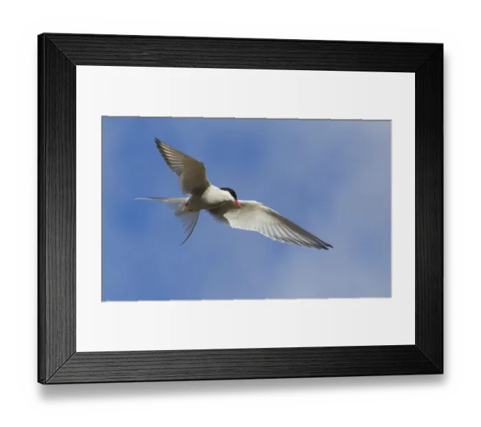 Framed Print : Arctic Tern Framed Print : Arctic Tern
