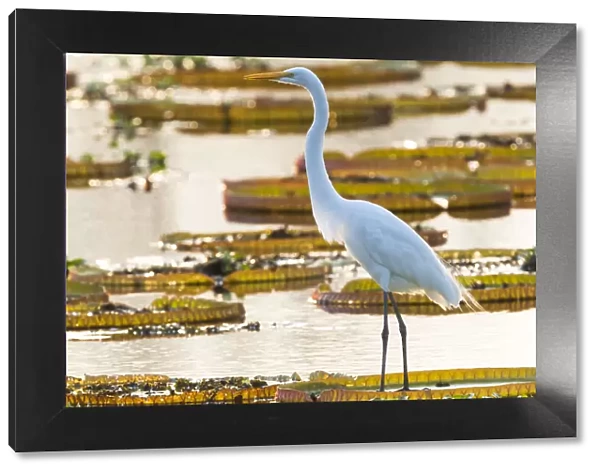South America, Brazil, The Pantanal, Porto Jofre, great egret, Ardea alba, giant lily pads