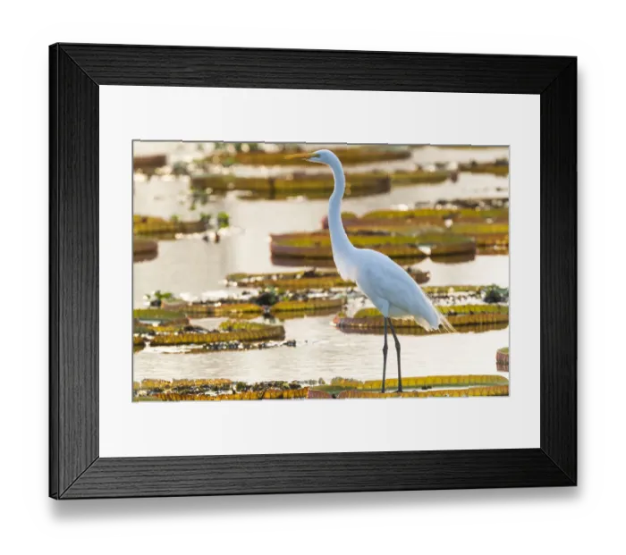 Framed Print : South America, Brazil, The Pantanal, Porto Jofre, great egret, Ardea alba, giant lily pads