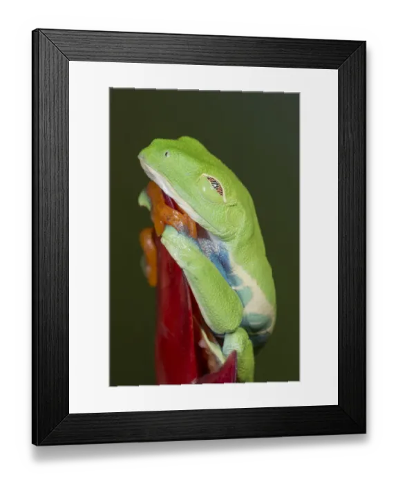 Framed Print : Red-eyed tree frog showing extra eyelid, Agalychnis callidryas, captive, controlled