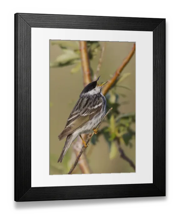 Framed Print : Blackpoll Warbler Framed Print : Blackpoll Warbler