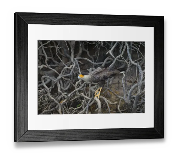 Framed Print : South America. Brazil. Crested Caracara (Caracara plancus) is a raptor related to falcons Framed Print : South America. Brazil. Crested Caracara (Caracara plancus) is a raptor related to falcons