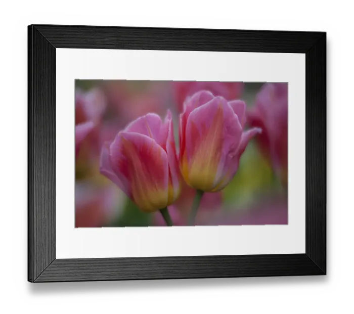 Framed Print : Netherlands, Lisse, Keukenhof Gardens, Pretty in Pink