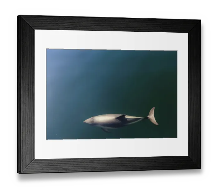 Framed Print : Chile, Patagonia, Lake District. Peales Dolphin (Lagenorhynchus australis) Framed Print : Chile, Patagonia, Lake District. Peales Dolphin (Lagenorhynchus australis)