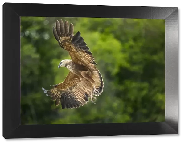 South America, Brazil, Pantanal. Black-collared hawk flying