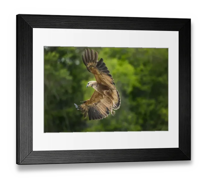 Framed Print : South America, Brazil, Pantanal. Black-collared hawk flying Framed Print : South America, Brazil, Pantanal. Black-collared hawk flying