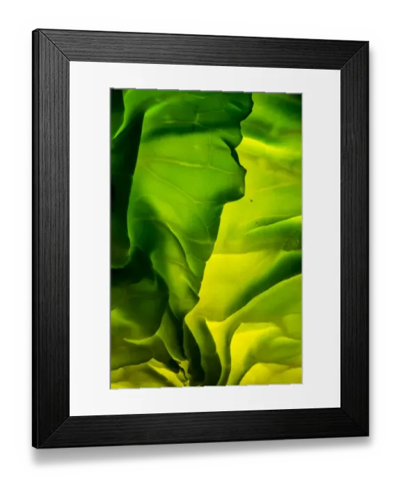 Framed Print : Cabbage detail showing veins. Lit from within Framed Print : Cabbage detail showing veins. Lit from within